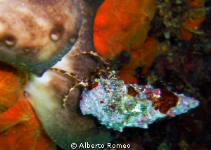 A little Hermit crab in apnea skindiving. Mondello, Sicil... by Alberto Romeo 
